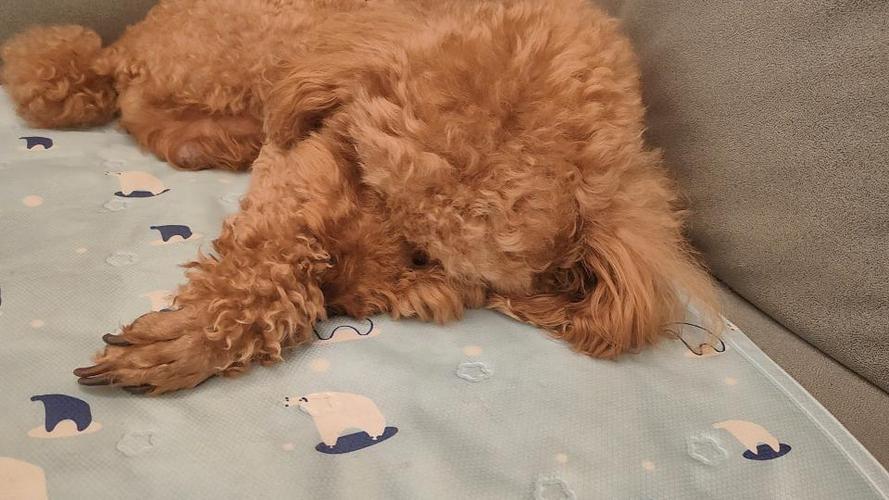小狗睡觉时候身体抽搐抖动