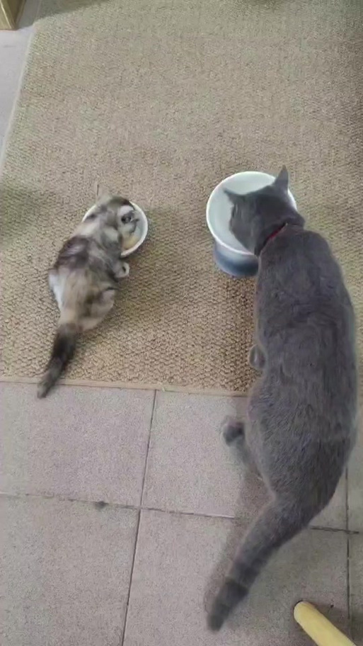 动漫日常里的猫叫啥名字图标