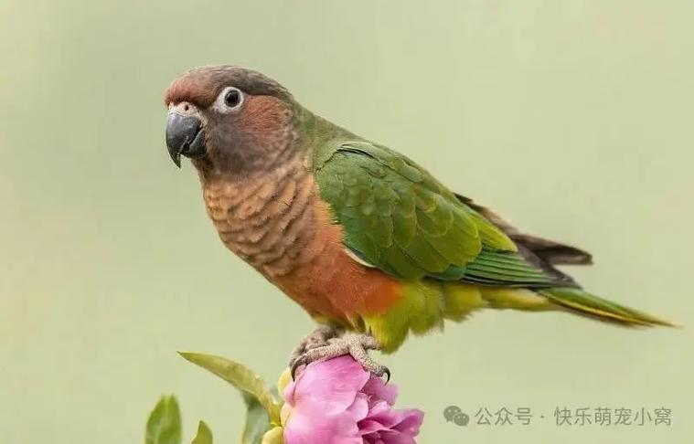 哪种牡丹鹦鹉个头最大