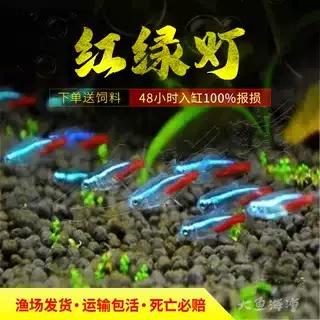 灯鱼和孔雀鱼能混养吗缩略图