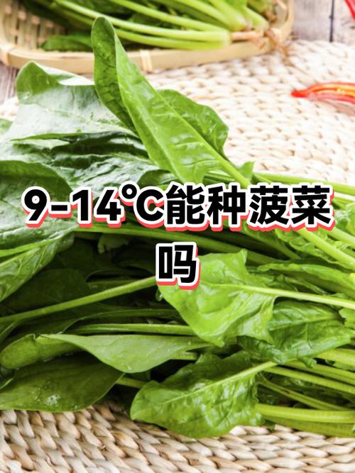 菲律宾种菠菜如何图标