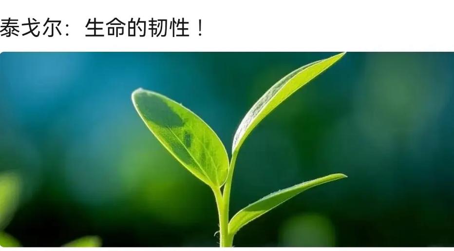 life restart最新版缩略图