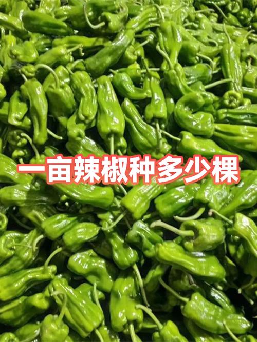 一亩地种辣椒能赚多少钱