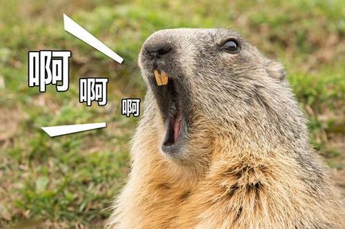 土拨鼠吼叫表情包缩略图