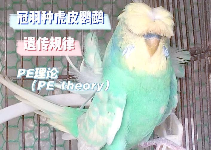 一对鹦鹉死了一只还能重新配对吗缩略图