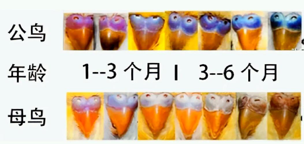 母鹦鹉咬死公鹦鹉自己能活吗