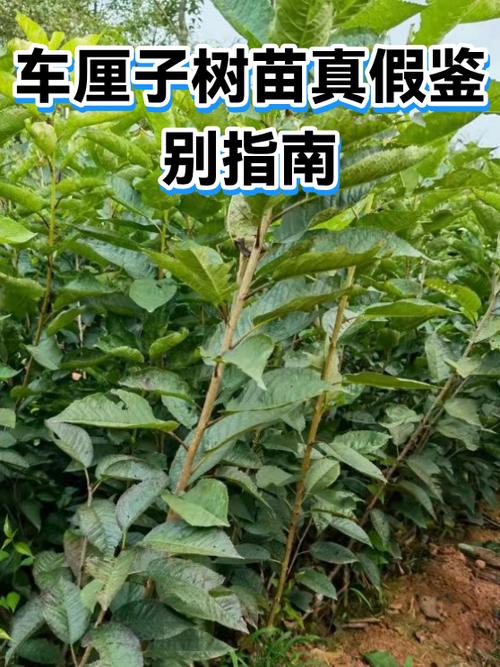 车厘子树苗真假辨别图