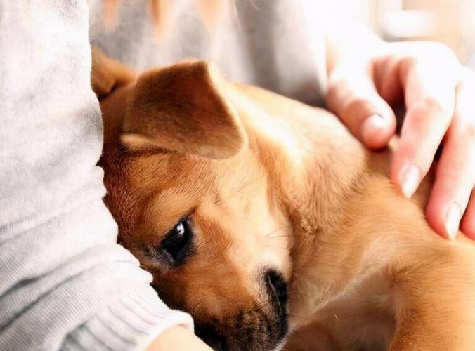 狗狗突然像发疯一样乱窜
