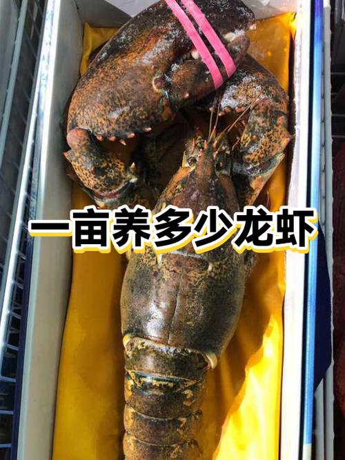 养对虾一亩投资多少钱缩略图