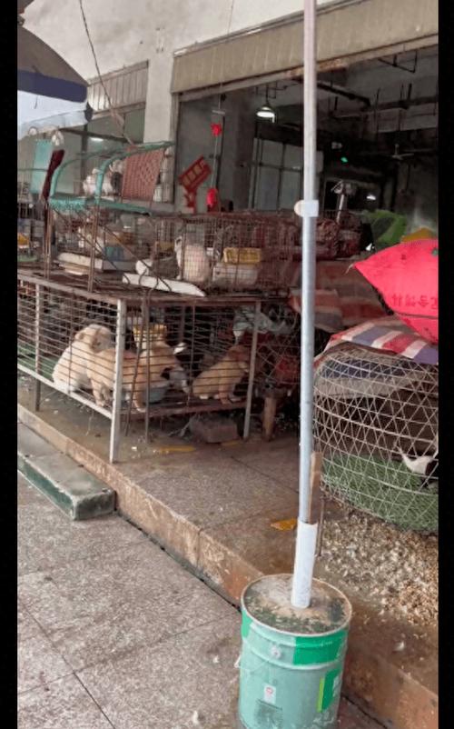 离我最近的狗市场