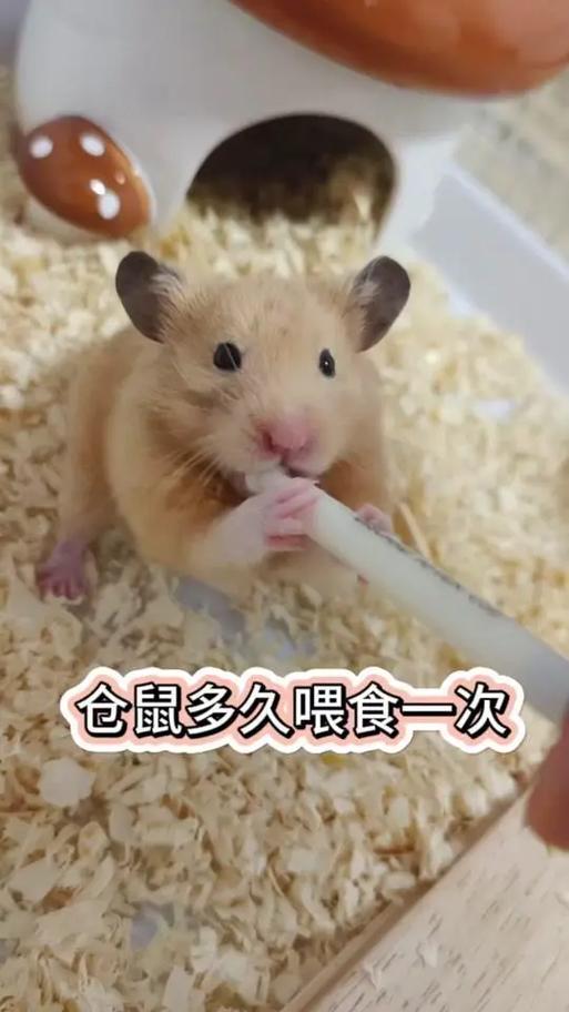 仓鼠一天喂食几次合适图标