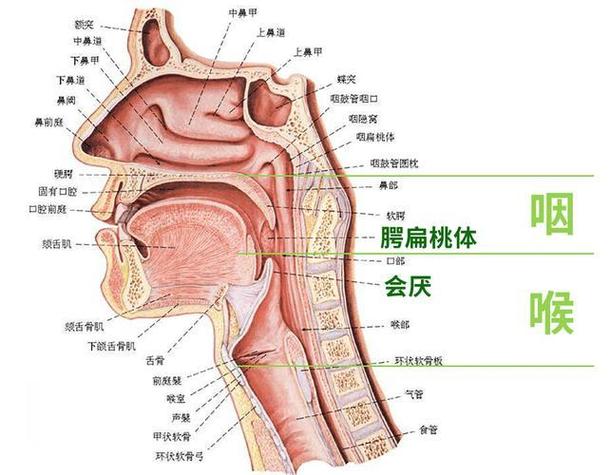 咽喉说话声音嘶哑吃什么药