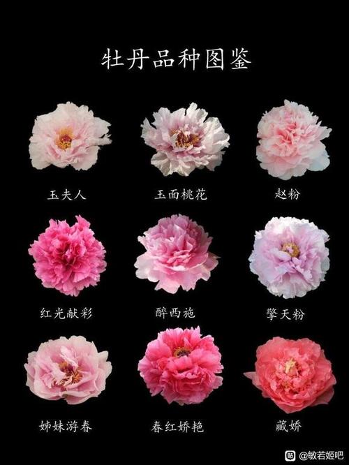 牡丹最不值钱三个品种
