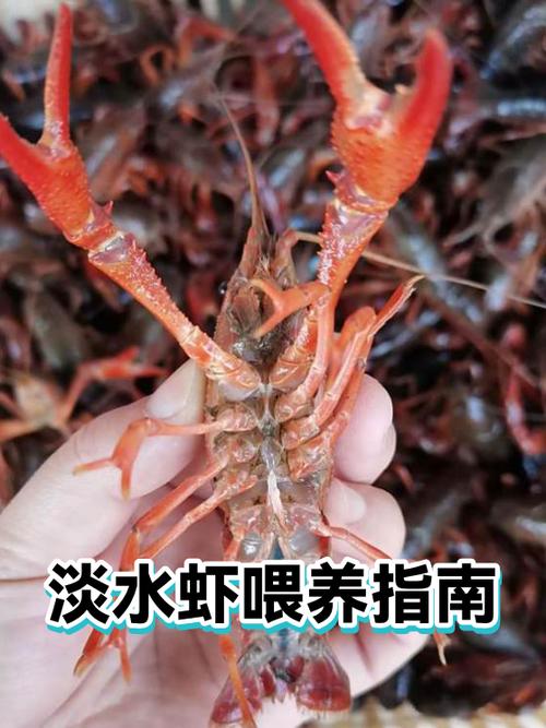 淡水虾的养殖需要哪些条件缩略图