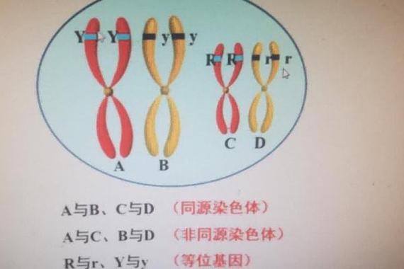什么叫双等位基因突变