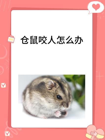 刚买的仓鼠咬人怎么办图标