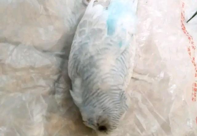 母鹦鹉死了小鹦鹉被饿死了图标