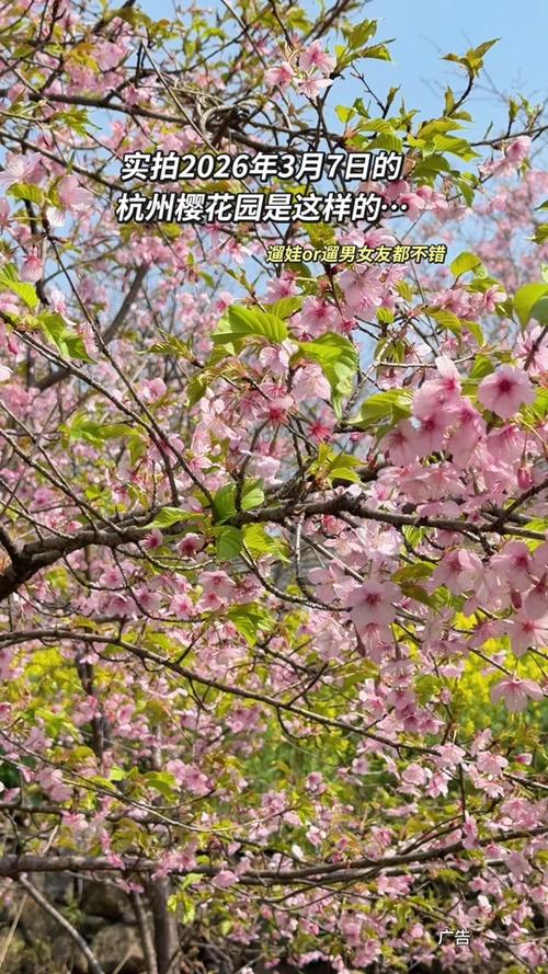 樱花季节开花的时间