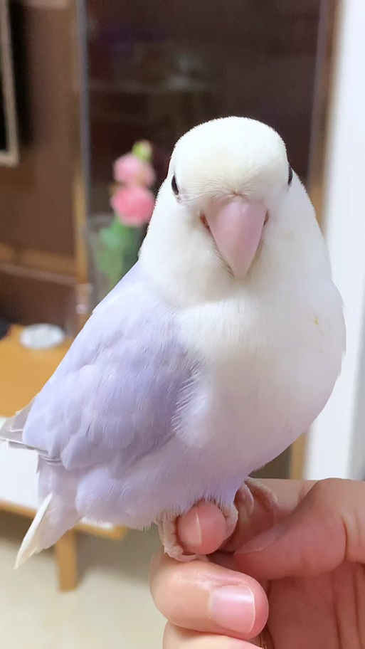 牡丹鹦鹉那个颜色长大漂亮