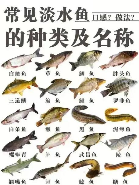 小型淡水鱼种类大全图片图标