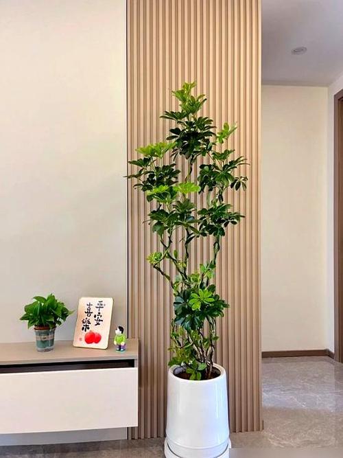 客厅最旺三种绿植图标
