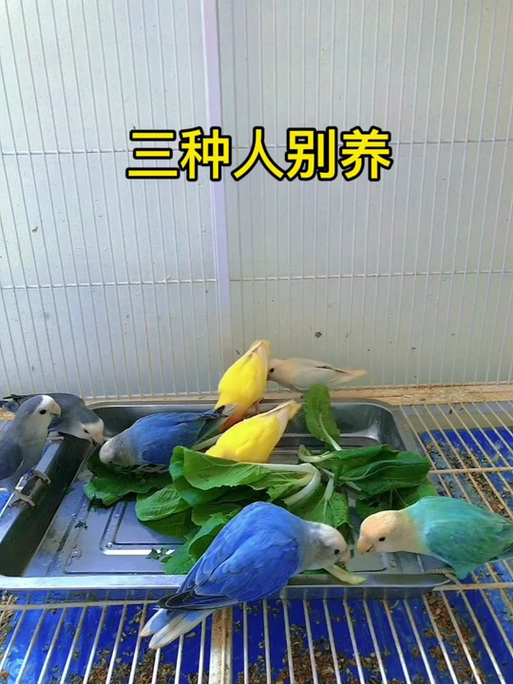 牡丹鹦鹉最旺三种人
