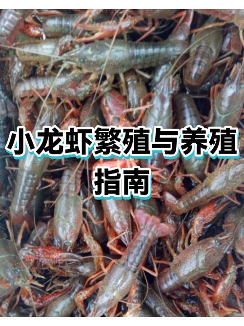 小龙虾养殖需要什么条件缩略图