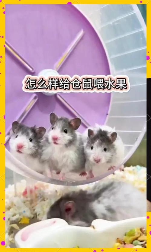 仓鼠一天喂几次吃多少图标