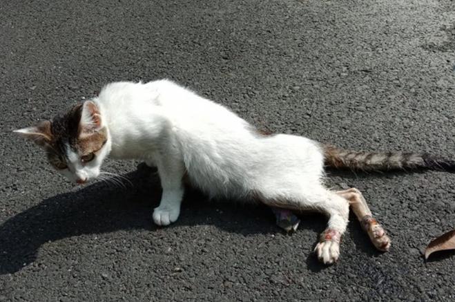 猫的后腿突然瘫痪了图标