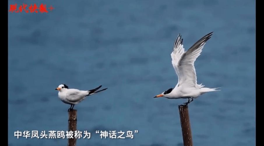 中华媒鸟论坛网站官网缩略图