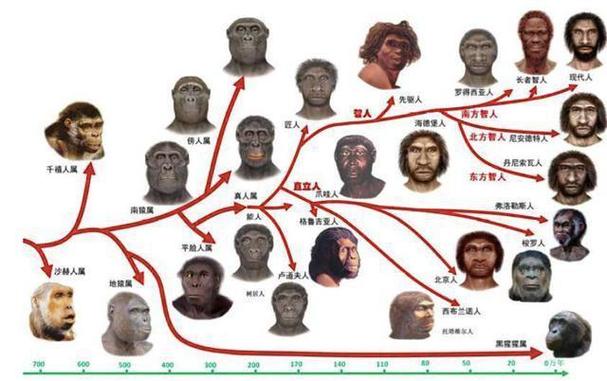 人到底是不是猴子变的缩略图
