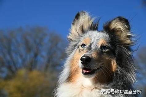 属狗94年一生婚姻状况