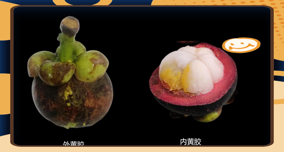 类似山竹的叫什么缩略图