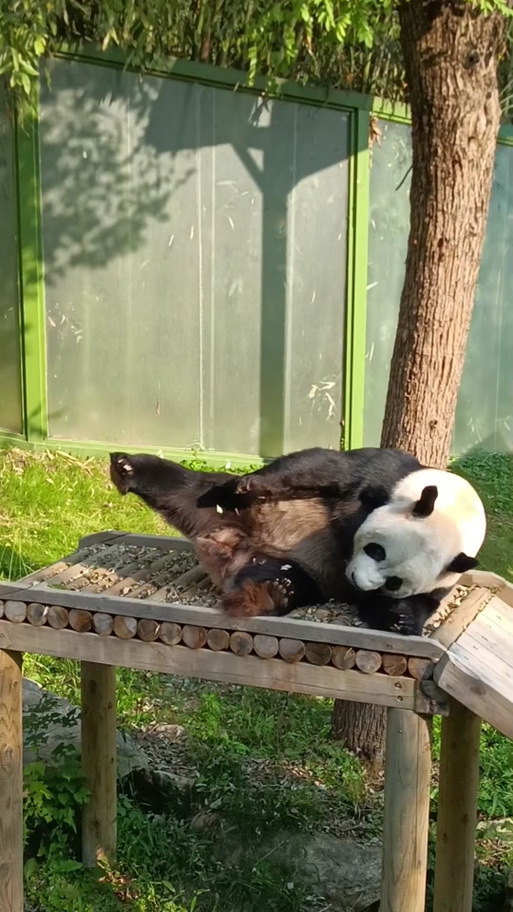 河南哪个动物园有熊猫图标