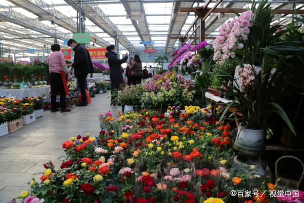 山东临沂花卉批发基地图标