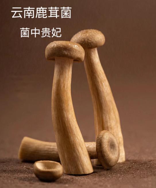 松树菌人工种植成功游戏截图