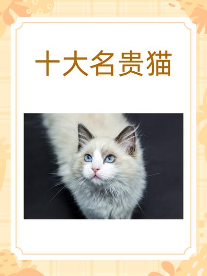 世界上最贵的猫前十名缩略图