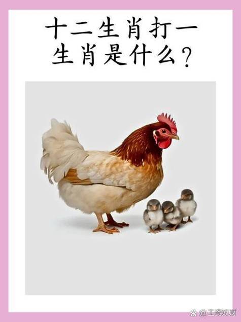 贴在墙上的生肖正确答案坐了比站大