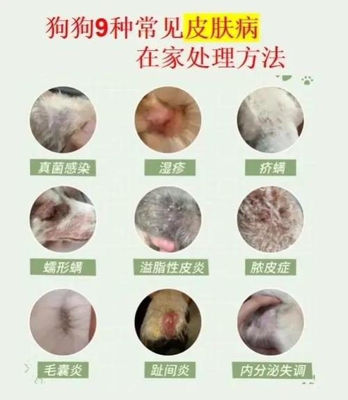 狗狗皮肤病不管能自愈吗图标