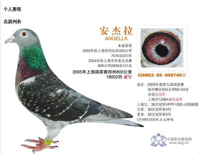 中国最贵鸽第一名图标