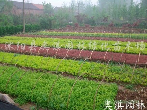 沭阳苗木最大市场基地