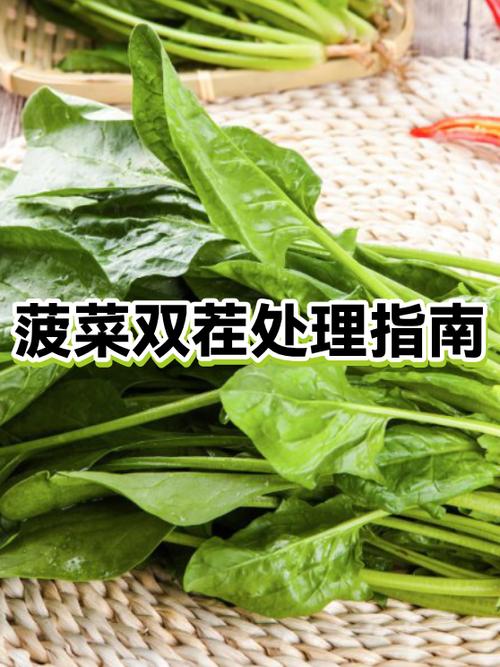 菲律宾种菠菜安全吗图标