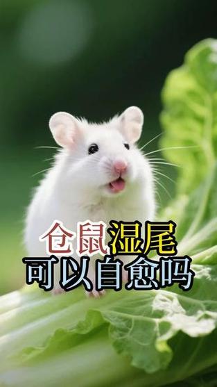 仓鼠湿尾会自愈吗图标