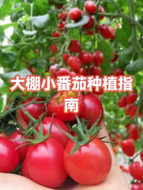 大棚种植西红柿亩产多少斤