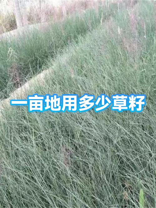草籽一亩地需要多少斤图标