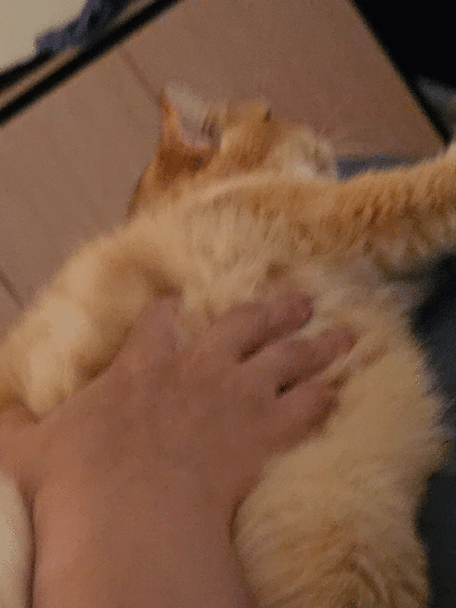 来自猫猫的按摩名字是这个缩略图
