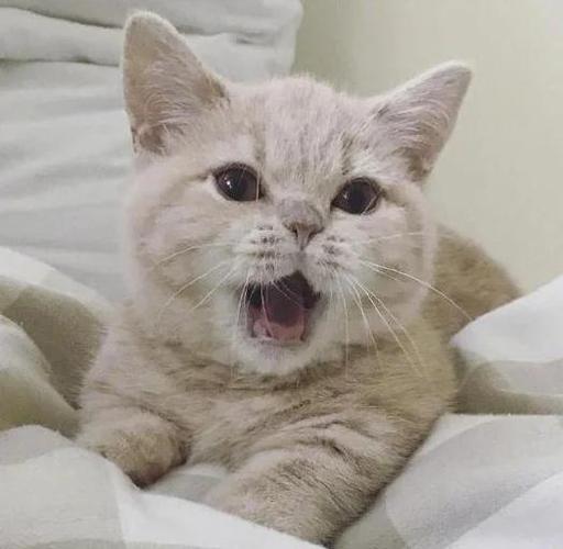 猫一直乱跑还喵呜叫