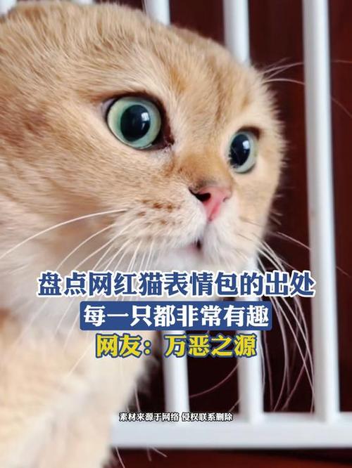 最近抖音很火的一只表情猫图标