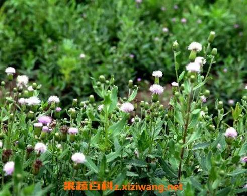 治疗流鼻血的土方子