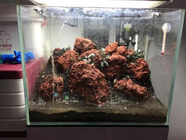 火山石放鱼缸的正确方法缩略图